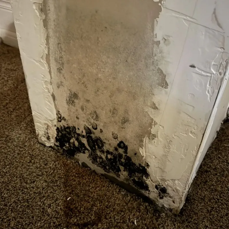 Professional Mold Removal in Cleveland, GA
